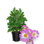 2 Mums Plants Live, Pink Yellow Chrysanthemum Plants Live, No Potted, Chrysanthemum Flower Live Plant, Mum Live Plant, 5 to 8 Inc