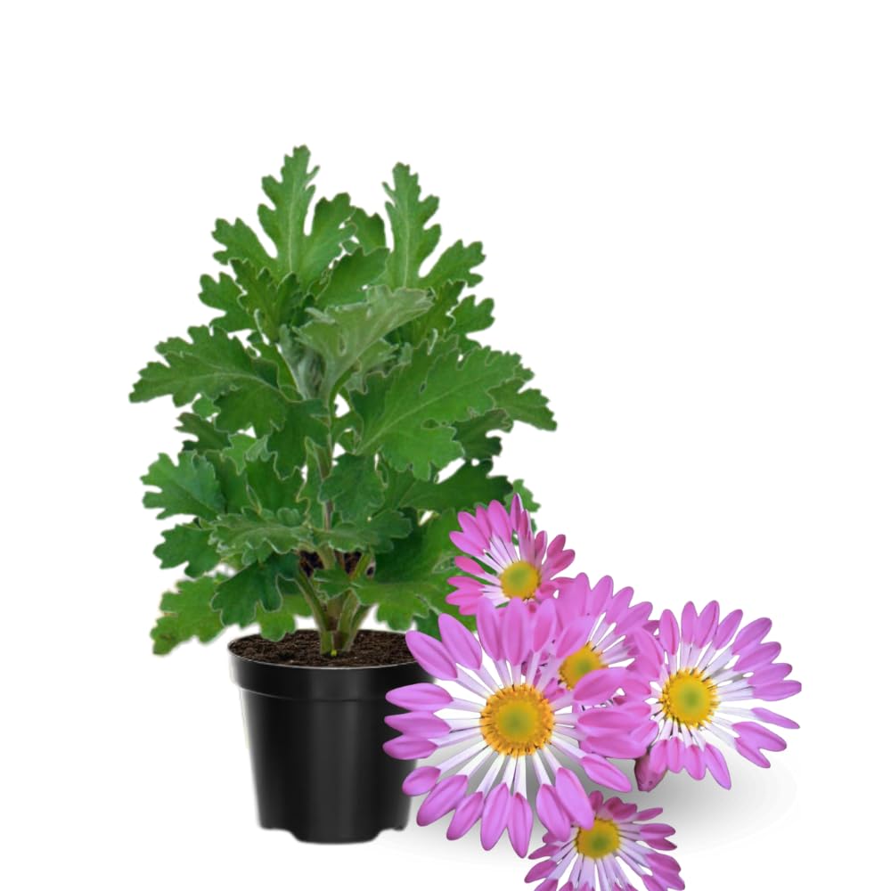 2 Mums Plants Live, Pink Yellow Chrysanthemum Plants Live, No Potted, Chrysanthemum Flower Live Plant, Mum Live Plant, 5 to 8 Inc