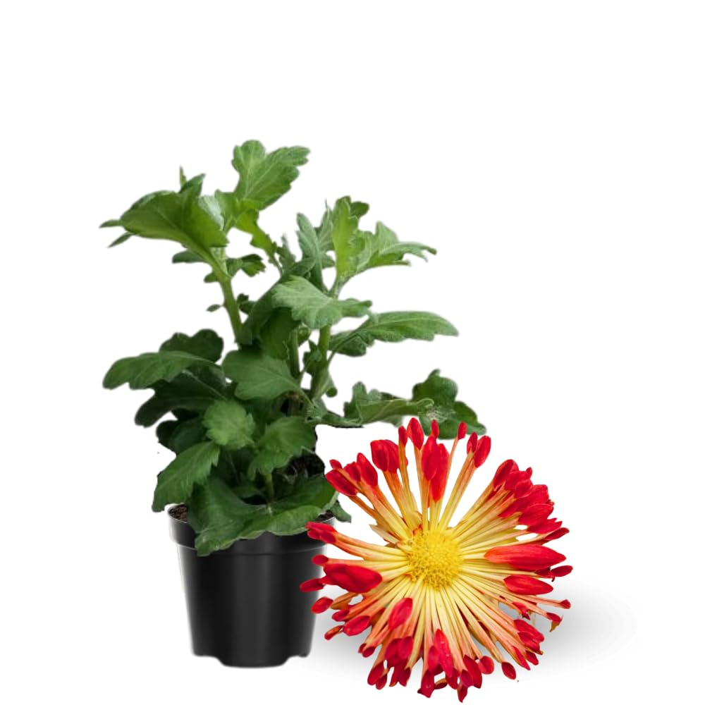 2 Mums Plants Live, Chrysanthemum Plants Live, 5 to 8Inc Tall, No Potted, Mum Live Plant Yellow Red Chrysanthemum Flower Live Plant Garden