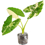 Colocasia Esculenta, Colocasia Live Plant, Elephant Ears Live Plant, Esculenta Taro Live Houseplant, 5-8 Inc Tall, No Pot (Rare Colocasia)