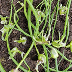3 Walking Onion Plants Live, Cold Hardy and Perennial, Easy-to-Grow Vegetable Spring Planting, 7 Months Old