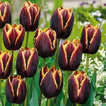 25 Tulip Bulbs for Planting, Easy-Grow Spring Flowers, Assorted Perennial Tulip Bulbs, Bulb Size 11/12 cm, Gardens, Containers, Flowerbeds Planting (Black Tulip)