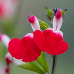 Hot Lips Salvia Plants, Fragrant Salvia Sage Plant in 4 Inch Pot, Perennial White Red Flower Plant, 4-8" Tall Plants