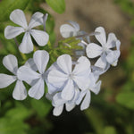 White Plumbago Live Plant, 4-6 Inches Tall in 4 Inch Pot, Plumbago Vine Plant for Planting, Vibrant Flowering Starter Plant
