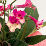 Streptocarpus Live Plant in 3.25" Pot, 5-8" False African Violet Ladyslipper Primose Plant for Spring Planting, Indoor Outdoor Home Décor (Blue White)