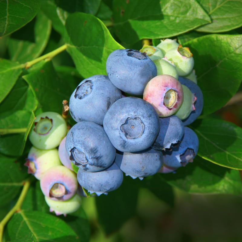 2 Blueberry Trees Live Plant for Planting, 5-10" Tall, Blueberry Plant Live, Sweet Blueberry Bush Live Plant, Large Blueberries Fruit Bareroot (Duke Blueberry)