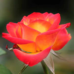 Rose Bush Live Plant, Fragrant Hybrid Tea Rose Flowers Well Rooted Plant, 5-10 Inc Tall for Planting Indoor Outdoor (Moment Rose)