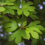 24"-30" Live Sassafras Tree Plant, Cold Hardy for Outdoor Garden, Zones 4-9, Well-Rooted Plant in Pot