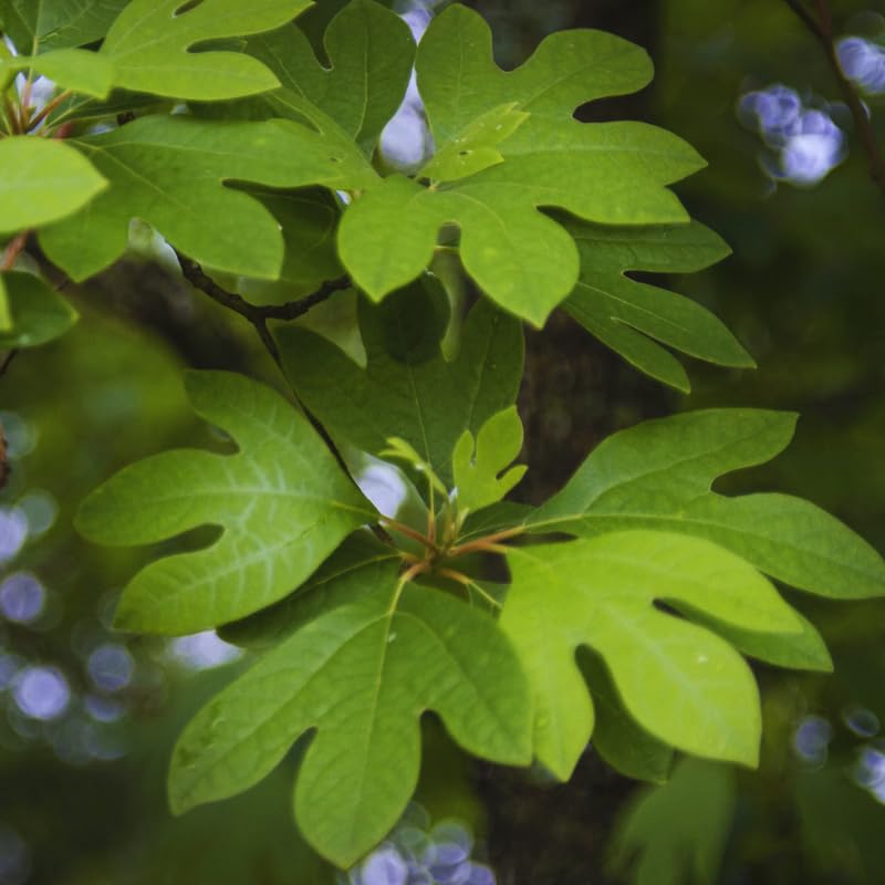 24"-30" Live Sassafras Tree Plant, Cold Hardy for Outdoor Garden, Zones 4-9, Well-Rooted Plant in Pot
