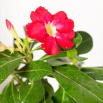 Red Desert Rose Plant Live, 4-7" Tall, Adenium Obesum Well-Rooted Succulent for Indoor Outdoor Displays