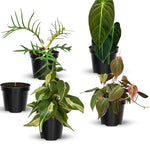 1 Random Philodendron Plant Live, Rare Tropical Variegated Live Indoor Houseplant, Starter Plants No Pot, 5-9" in Tall
