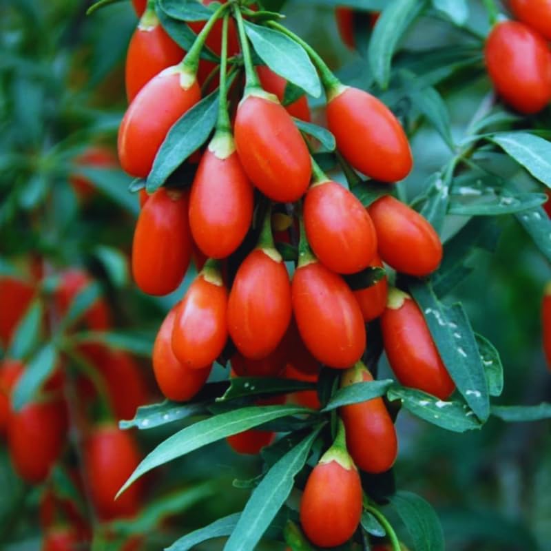 2 Goji Berry Plants Bushes for Planting, 8 Months Old Goji Berry Bush Ready to Plants, Goji Berries Trees Plants Live