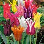25 Tulip Bulbs for Planting, Easy-Grow Spring Flowers, Assorted Perennial Tulip Bulbs, Bulb Size 11/12 cm, Gardens, Containers, Flowerbeds Planting (Rare Tulip)