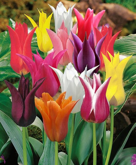 25 Tulip Bulbs for Planting, Easy-Grow Spring Flowers, Assorted Perennial Tulip Bulbs, Bulb Size 11/12 cm, Gardens, Containers, Flowerbeds Planting (Rare Tulip)