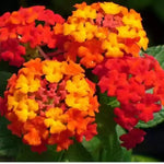 4 Colorful Perennial Lantana Trees Live Plants, Red Blooms, Hardy and Long Blooming Seasons, Fragrant, 5-10" in Tall, Full Sun Growing