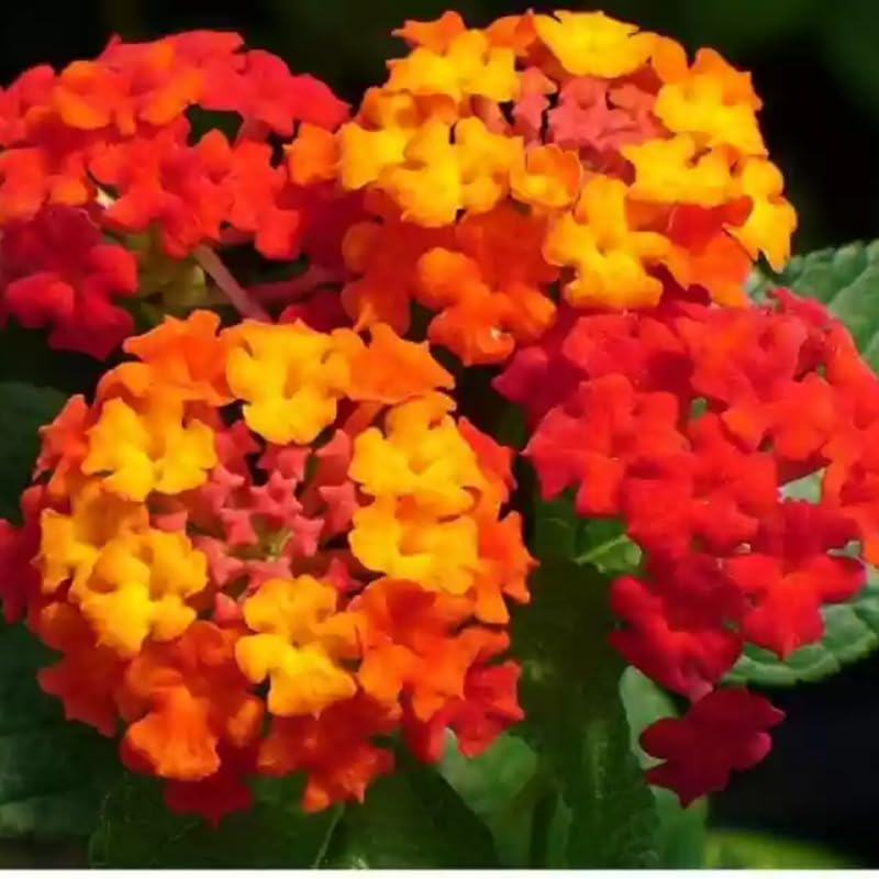 4 Colorful Perennial Lantana Trees Live Plants, Red Blooms, Hardy and Long Blooming Seasons, Fragrant, 5-10" in Tall, Full Sun Growing