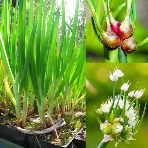 3 Egyptian Walking Onion Live Plants, Onion Tree Outdoor Planting, Winter Hardy Rare Fresh Heirloom Allium Winter, Onions Vegetable