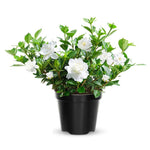 3 Cape Jasmine Plants Live, Frost Proof Gardenia Plants Live, 3 to 6 Inc Tall, Live Jasmine Plant, Gardenia Plant