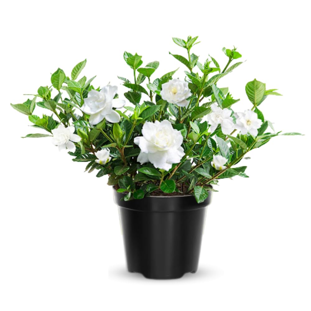 3 Cape Jasmine Plants Live, Frost Proof Gardenia Plants Live, 3 to 6 Inc Tall, Live Jasmine Plant, Gardenia Plant