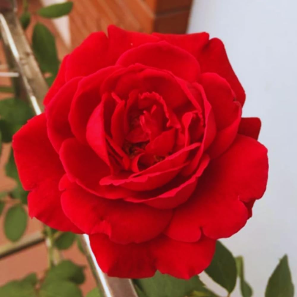 6 Red Rose Bush Cuttings Plant Live, Rose Climbing Vine Live Plant, 5 to 8'' Tall Cuttings