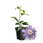Passion Flower Plant Live, 5 to 8 Inch Tall Passiflora Vine, Fragrant Climbing Plant for Garden or Trellis, No Pot, Well-Rooted (Light Purple Passion Flower)