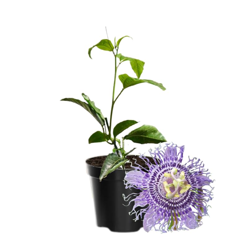Passion Flower Plant Live, 5 to 8 Inch Tall Passiflora Vine, Fragrant Climbing Plant for Garden or Trellis, No Pot, Well-Rooted (Light Purple Passion Flower)