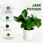 Jade Pothos Plant Live 4'' Pot, Indoor Houseplant Well Rooted, Hanging Planter or Basket Growing