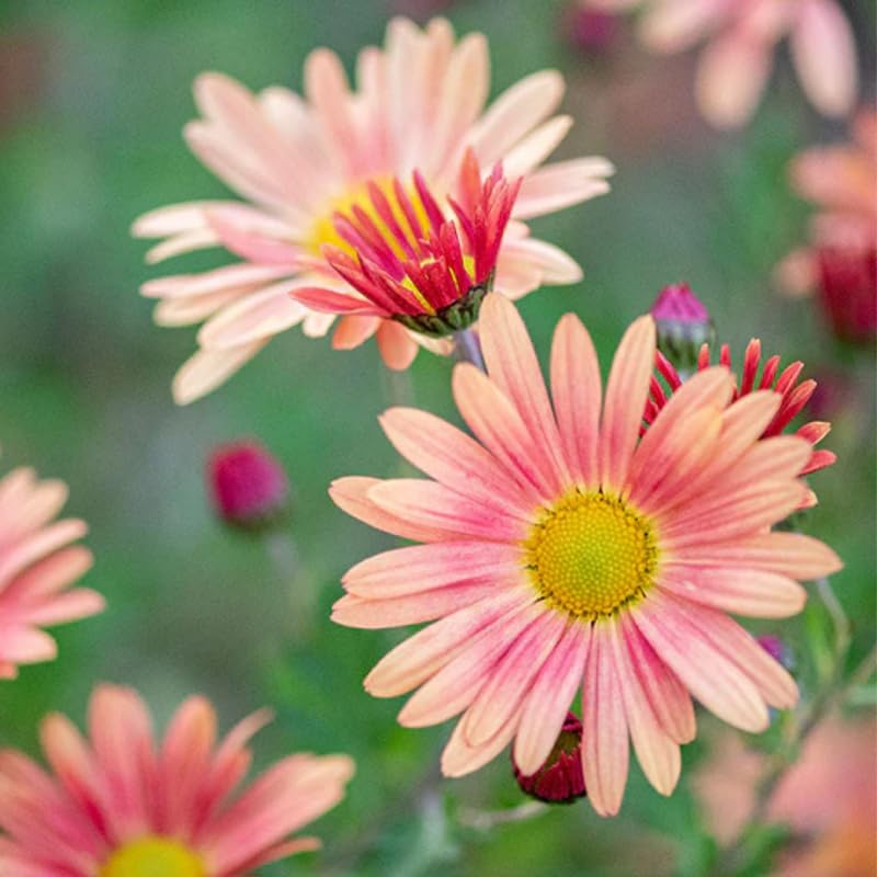 Pack 3 Bicolor Chrysanthemum Plants, Mums Plants Live, 3 to 6 Inch Tall Garden Mum Live Plant, Vibrant Fall Blooms, Hardy Chrysanthemum Flowers, No Pot