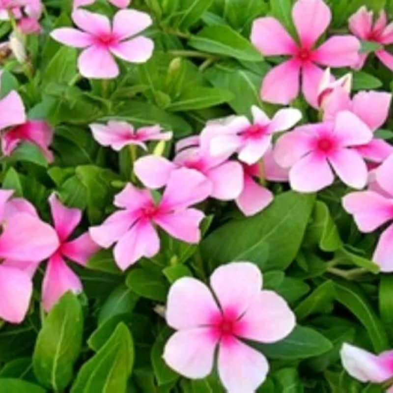 Pink Vinca Flower Live Plant in 4" Pot, Perennial Vinca Minor Periwinkle Flowering Plants for Trellis Décor Oranamental, Zones 9-11