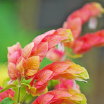 Set 3 Shrimp Plants for Planting, 4-9 Inches, Live Shrimp Shrub Plant Ready to Grow Outdoor, Red Blooms