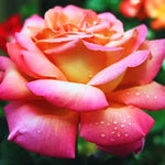 Rose Plant Live, Hybrid Tea Rose Bush Live Plant, 5-9 Inch Tall, Fragrant Flowers Shrub Ready to Plant Outdoor, No Pot, Well-Rooted (Sunset Rose)