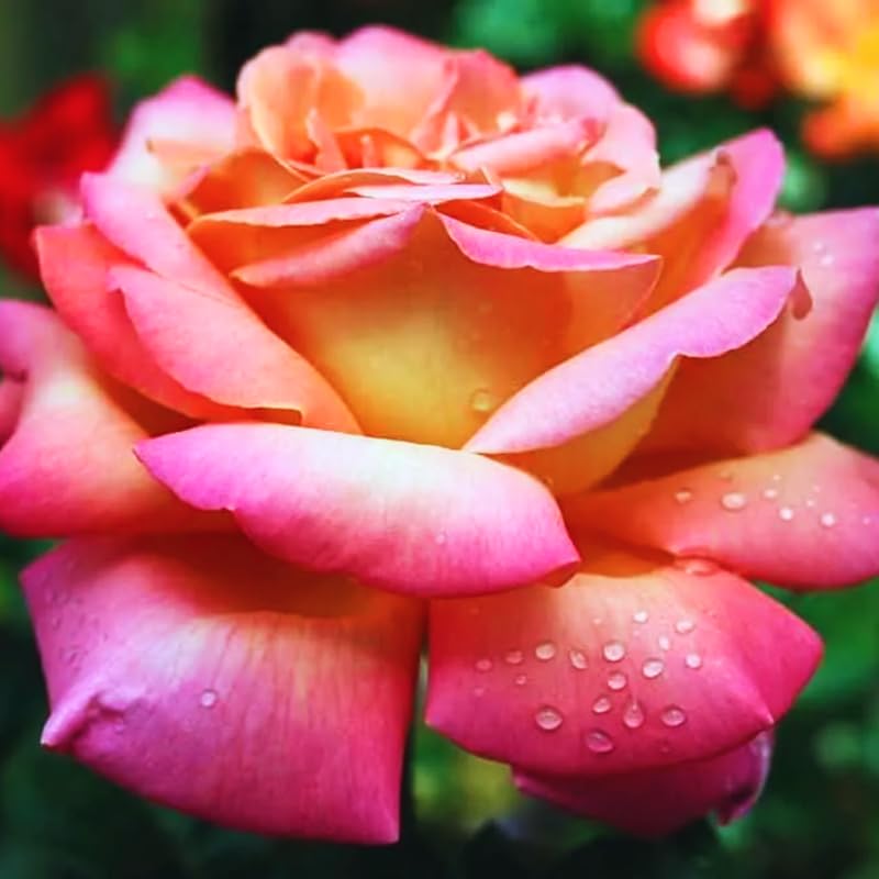 Rose Plant Live, Hybrid Tea Rose Bush Live Plant, 5-9 Inch Tall, Fragrant Flowers Shrub Ready to Plant Outdoor, No Pot, Well-Rooted (Sunset Rose)