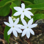 3 Jasmine Plant Indoor Live, Jasmine Flower Plants Live, No Pot, 5 to 7 Inch in Height Starter Plant