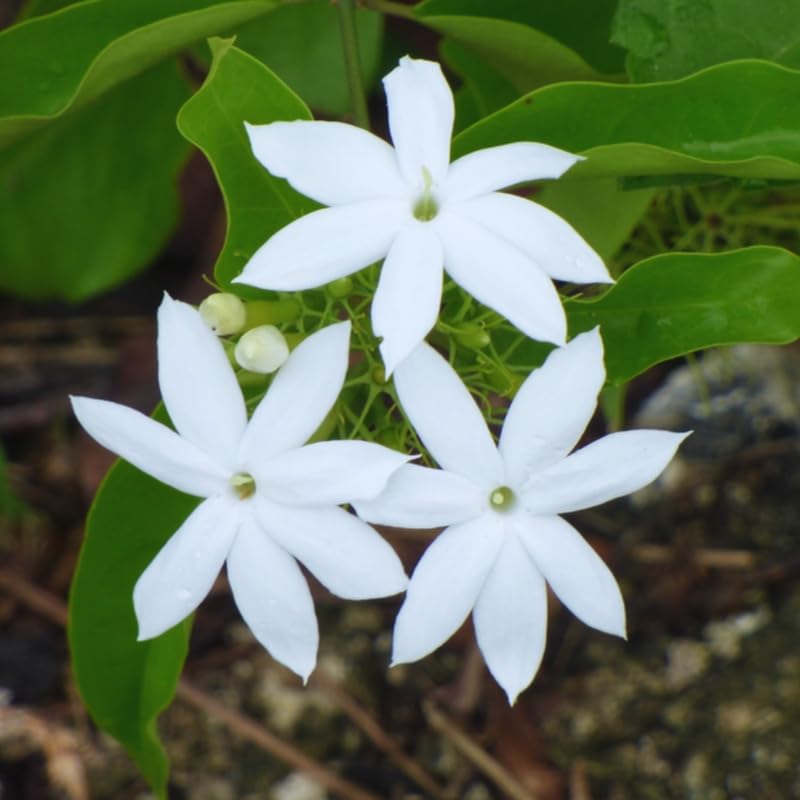 3 Jasmine Plant Indoor Live, Jasmine Flower Plants Live, No Pot, 5 to 7 Inch in Height Starter Plant