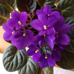 Dark Purple African Violet Live Plant, 4 Inch Pot African Violets Live Plant, Live Afican Violets Plants, Flowering African Violets Live Plants Indoor Garden, Perennial Live African Violet Plants