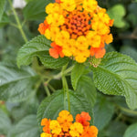 2 Lantana Plants Live, Lantana Live Plants for Planting Outdoors, Trailing Lantana Plants Live, 5 to 7 Inc Tall (Orange)