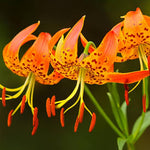 Set 10 Turks Cap Lily Bulbs, Tiger Lily Bulbs Vibrant Orange Blooms for Outdoor Borders Perennials, Flowers Bulbs