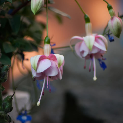 2 Fuchsia Live Plants, Fuchsia Flower Perennial for Outdoor Garden 3 to 5 Inches (Pink)