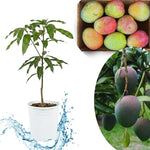 Kent Mango Tree Live Plant, 8–12 Inch Tall in Pot, Sweet Hardy Mango Seedling Variety for Planting, Outdoor Fast-Growing