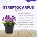 Streptocarpus Live Plant, 5-8" False African Violet Ladyslipper Primose Plant for Spring Planting, Indoor Outdoor Home Décor (Grape)