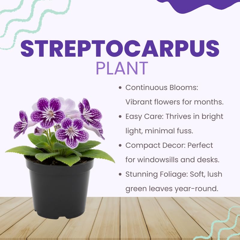 Streptocarpus Live Plant, 5-8" False African Violet Ladyslipper Primose Plant for Spring Planting, Indoor Outdoor Home Décor (Grape)