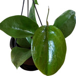 Hoya Plants Live Houseplants, Rare Green Hoya Plant Well Rooted in 3.25 Inches Pot, Perennial Vine Plant for Indoor Outdoor Planting