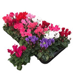 2 Random Cyclamen Plants Live in 4" Pot, Already Bloom in Vibrant Color, Easy to Care for Indoor or Garden Flowering Houseplant