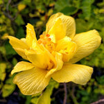 Hardy Hibiscus Plants Live, Tropical Hibiscus Plant, Hibiscus Tree Live Plant, Perennial Flower Bush, 6 to 8 Inch Tall, Double Gold Hibiscus