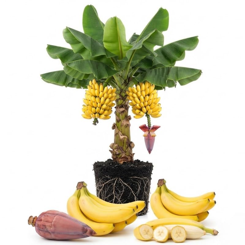 Dwarf Cavendish Banana Tree Live Plant, Edible Fruit, 4-6" Tall
