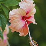 2 Peach Hibiscus Tree Live Plant, Hardy Hibiscus Plants Live, 8 to 11 Inches, Hibiscus Shrub Tree for Garden