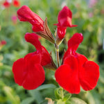 4 Fragrant Sage Salvia Live Plants, Planting in Spring Sage Plants Live, 5 to 10 Inches in Tall, Change Color (Red, Hot Lips Like)