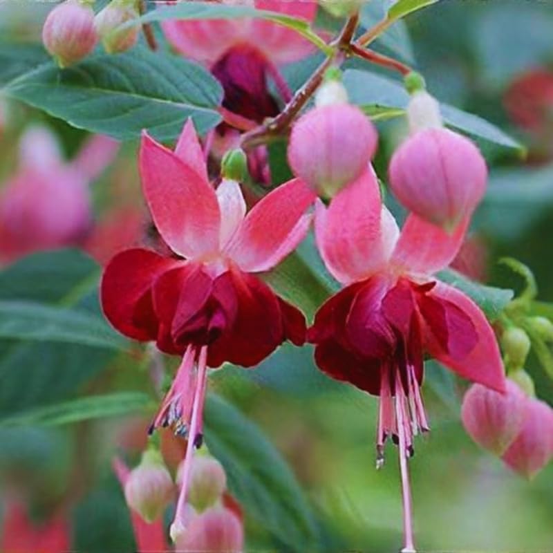 2 Pink Fuchsia Flower Plants, Fuchsia Plants Live, Perennial Flower Plants from 5 Inc to 7 Inc in Height