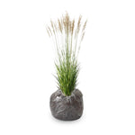 Ornamental Grass Seedlings Live Plant, Fully Rooted Pruned Back to 5 to 9 Inc in Tall Grasses Live Plants Perennial (Dwarf Miscanthus)