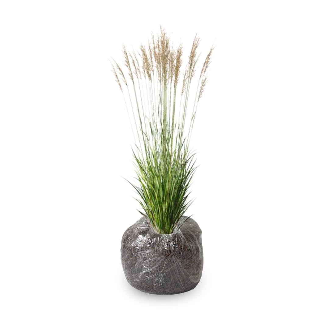 Ornamental Grass Seedlings Live Plant, Fully Rooted Pruned Back to 5 to 9 Inc in Tall Grasses Live Plants Perennial (Dwarf Miscanthus)